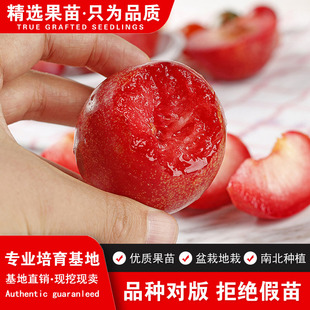 美国恐龙蛋红心李子苗血丝李子树苗新品种嫁接李子树南方北方种植