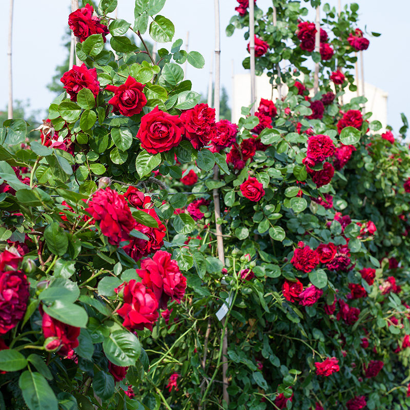 海蒂的花园月季花苗新品月季切花品种朱丽叶塔阳台庭院花卉盆栽苗