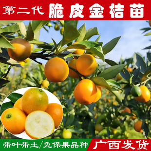第二代脆皮金桔树苗滑皮金桔当年结果地栽盆栽四季结果南北方种植