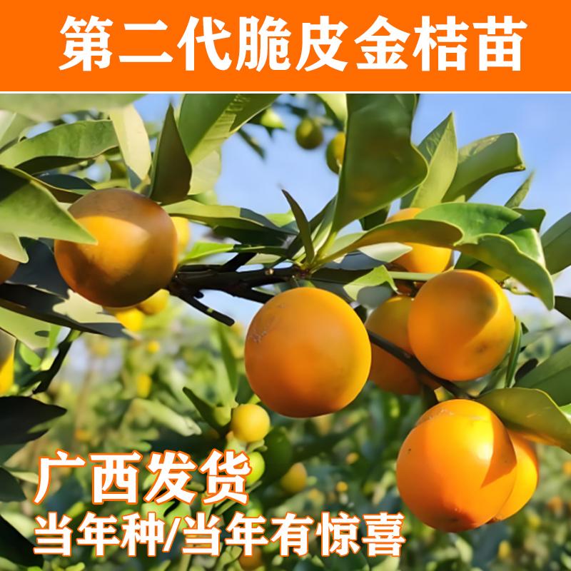 当年结果脆皮金桔树苗阳台地盆栽