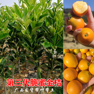 广西第三代金桔树苗嫁接苗大果柑橘蜜甜金桔果树盆栽地栽四季种植