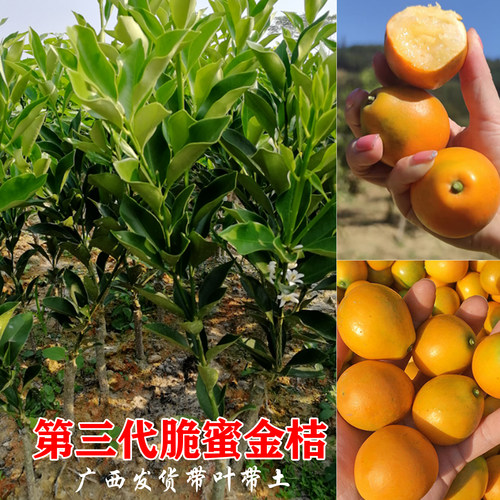 广西第三代大果金桔树苗果树盆栽