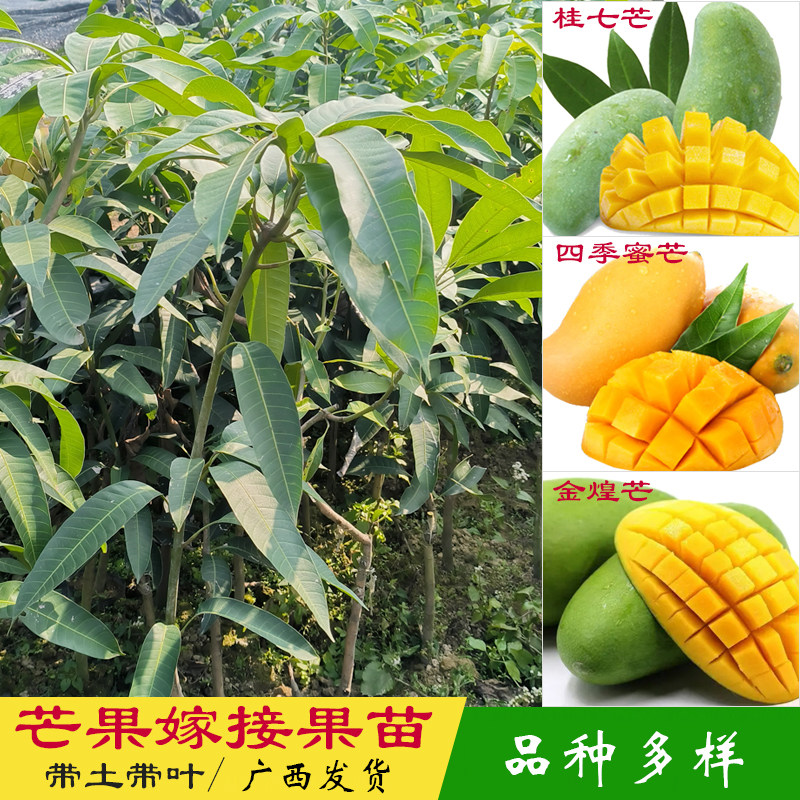 芒果树苗嫁接苗金煌芒桂七四季芒小台芒特大苗庭院山坡当年结果