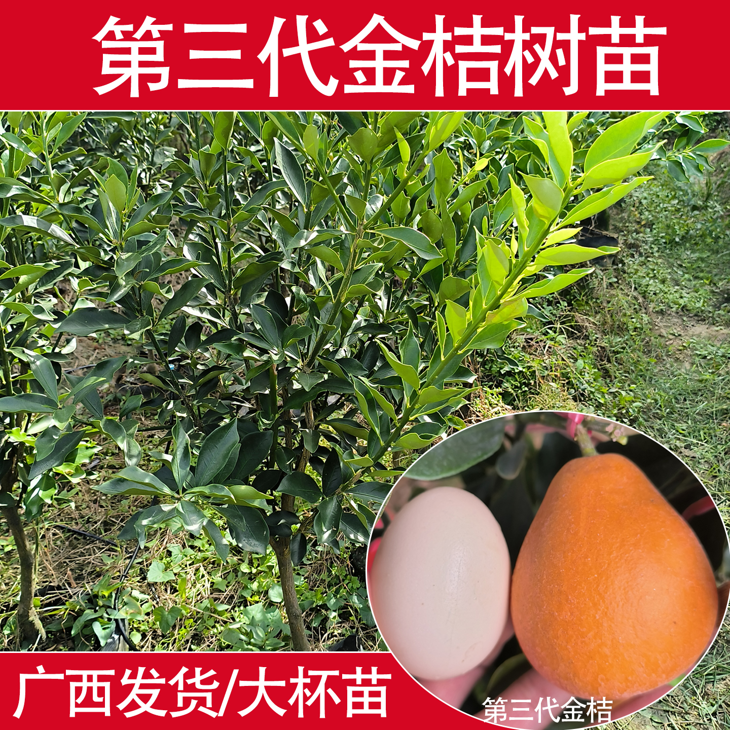 第三代脆蜜大果金桔脆皮果树果苗