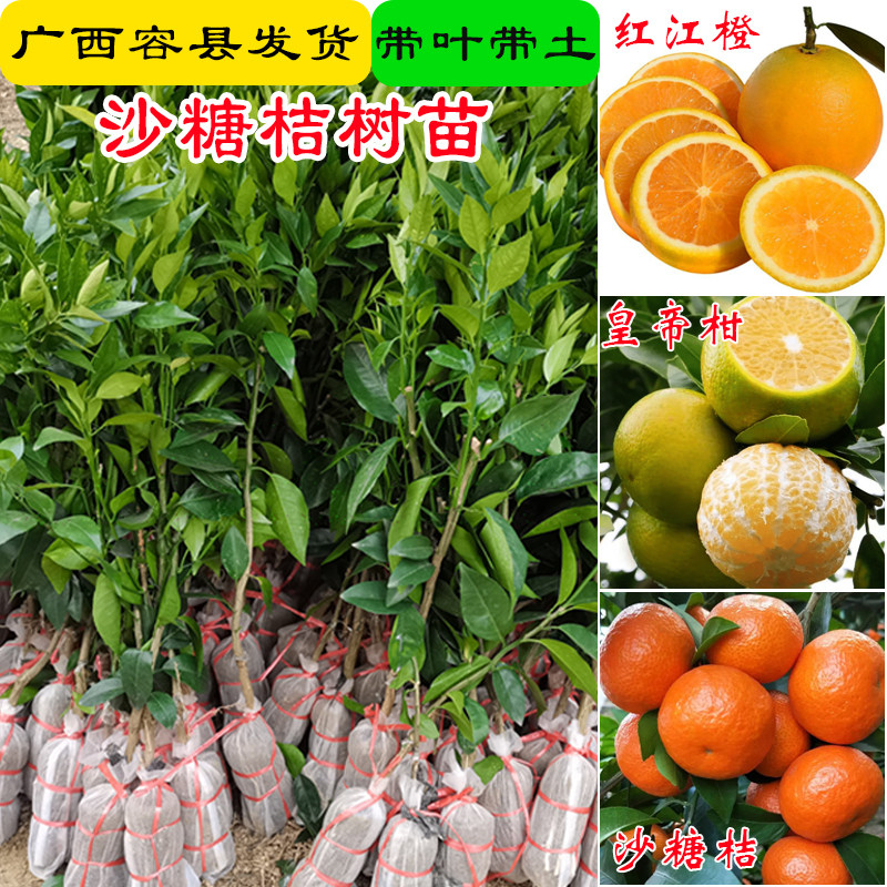 沙糖桔沃柑皇帝柑果苗带叶带土