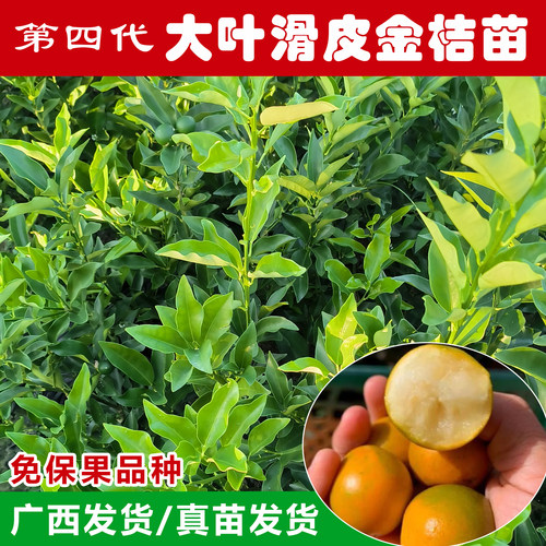 第四代大叶滑皮金桔树苗果树果苗