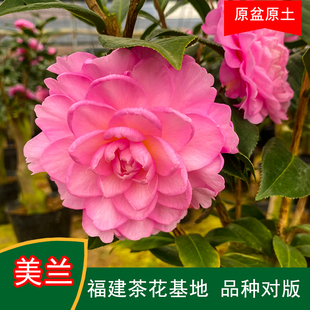 美兰珍贵品种茶花四季常青观花绿植阳台庭院窗台花卉基地