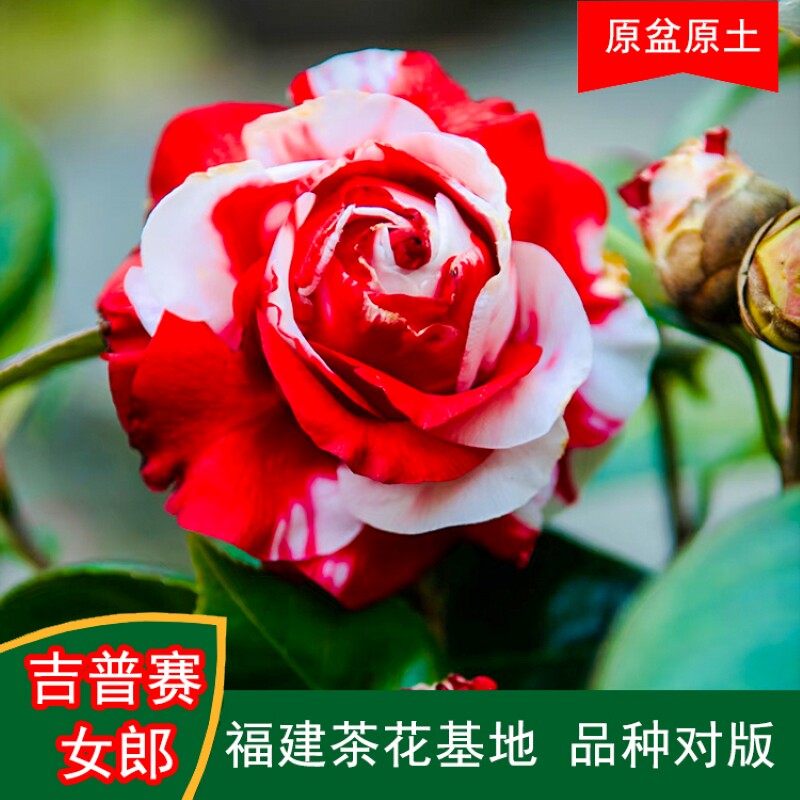 吉普赛女郎带简易生产盆茶花福建龙岩基地原盆原土热销品种对版