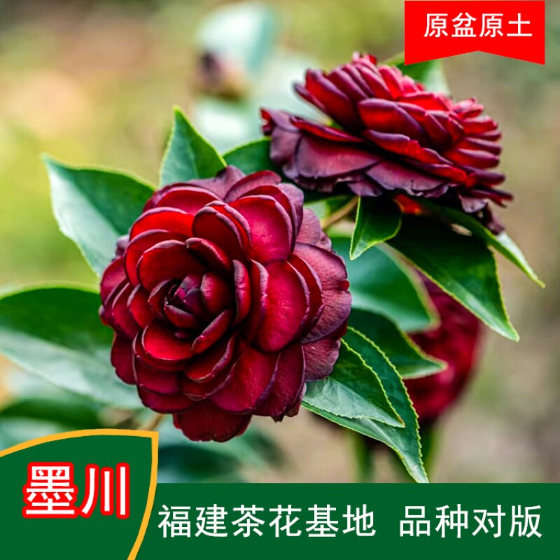墨川带简易生产盆品种茶花福建基地原盆原土热销品种对版耐寒花期