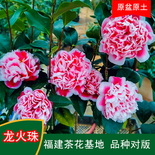 龙火珠珍贵品种茶花四季常青观花绿植阳台庭院窗台花卉基地直发