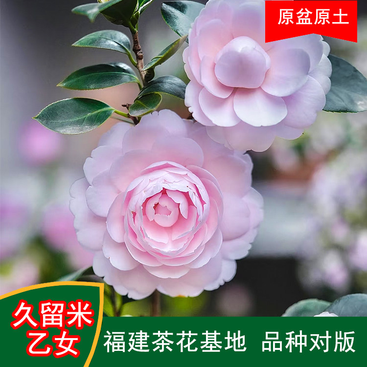久留米乙女珍贵品种茶花四季常青观花绿植阳台庭院窗台花卉基地
