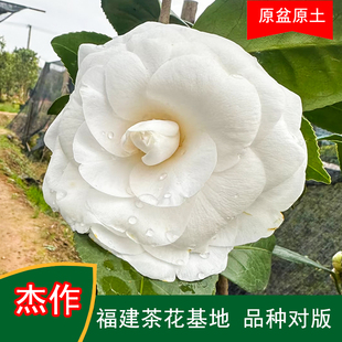 杰作珍贵品种茶花四季常青观花绿植阳台庭院窗台花卉基地直发