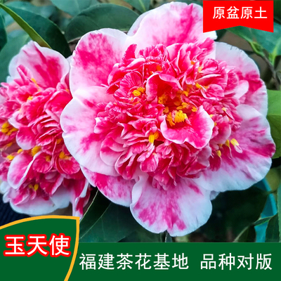 玉天使珍贵品种茶花四季常青观花绿植阳台庭院窗台花卉基地直发