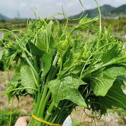 贵州新鲜捧瓜尖佛手瓜嫩尖龙须菜洋瓜尖叶当季孕妇蔬菜