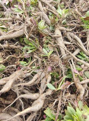 贵州土人参高山野土人参飞来参生花旗参新鲜煲汤可种植高丽参包邮