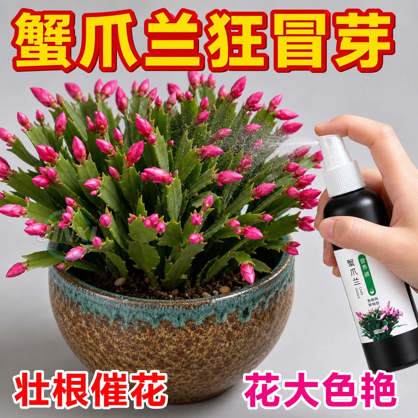 蟹爪兰专用营养液急救促花爆盆