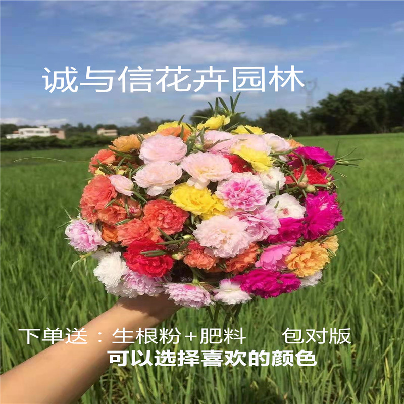 重瓣太阳花苗宿根混色植物绿植花向日葵/太阳花