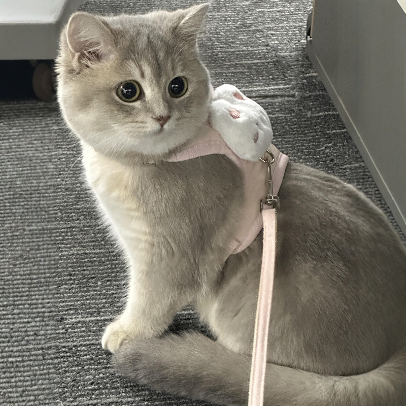 猫咪牵引绳可爱兔子胸背防挣脱工字型遛猫绳狗狗放走丢背心式猫链