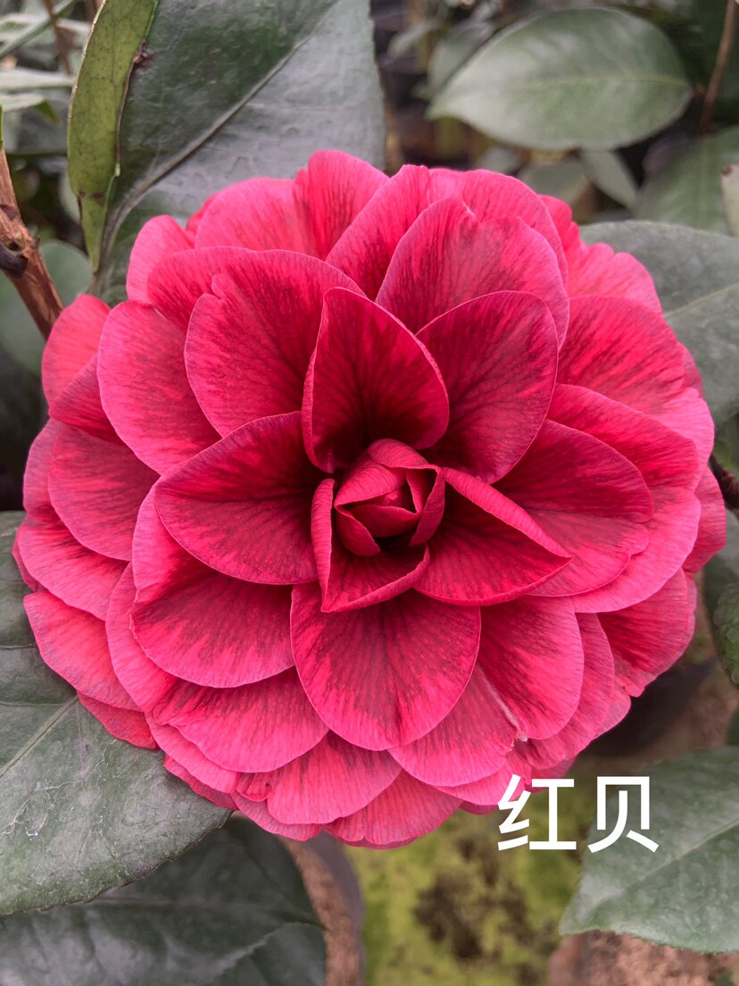 红叶贝拉品种茶花原生苗一颗绿植好养桌摆盆景植物
