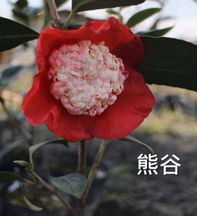 熊谷品种茶花嫁接桩一颗