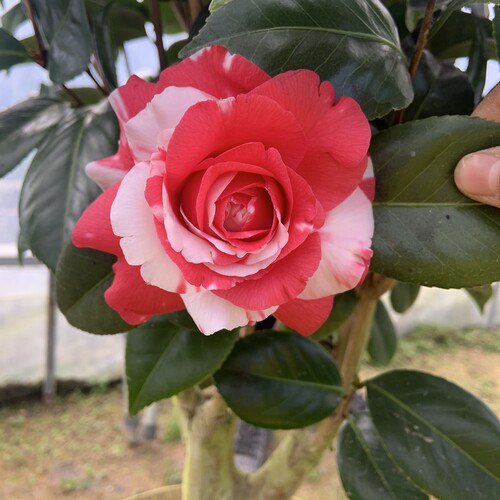 吉普赛女郎茶花原生苗