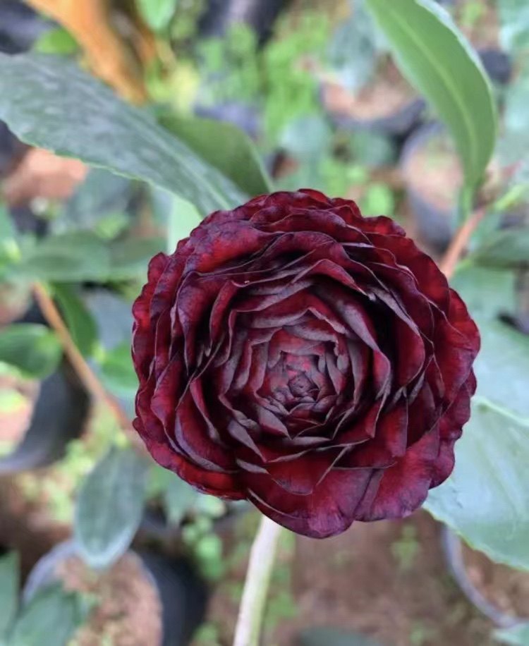 黑贝品种茶花嫁接桩一颗