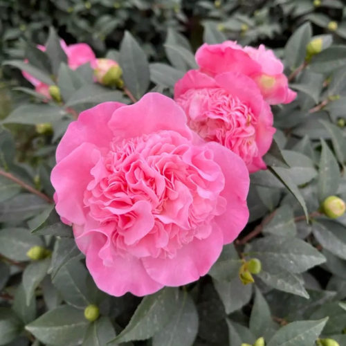 香妃茶花浓香型带花苞庭院种植好养