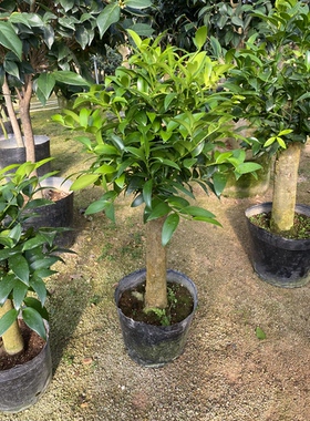 竹柏盆栽驱蚊竹花卉叶子观叶植物四季常青室内盆栽办公室绿植