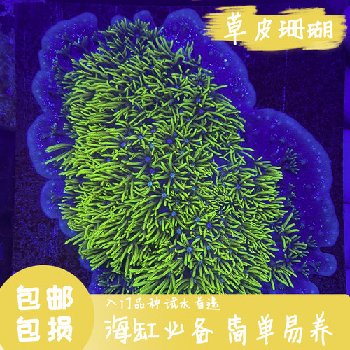 包邮澳洲荧光绿草皮珊瑚长须新手入门lps软体人工繁殖生物海缸