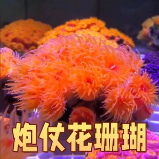 炮仗花珊瑚海缸太阳花提色品种鲜活造景入门海水珊瑚皮实好养