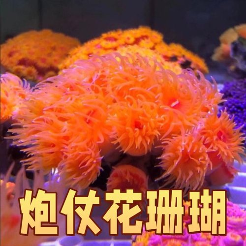 炮仗花珊瑚海缸太阳花提色品种鲜活造景入门海水珊瑚皮实好养