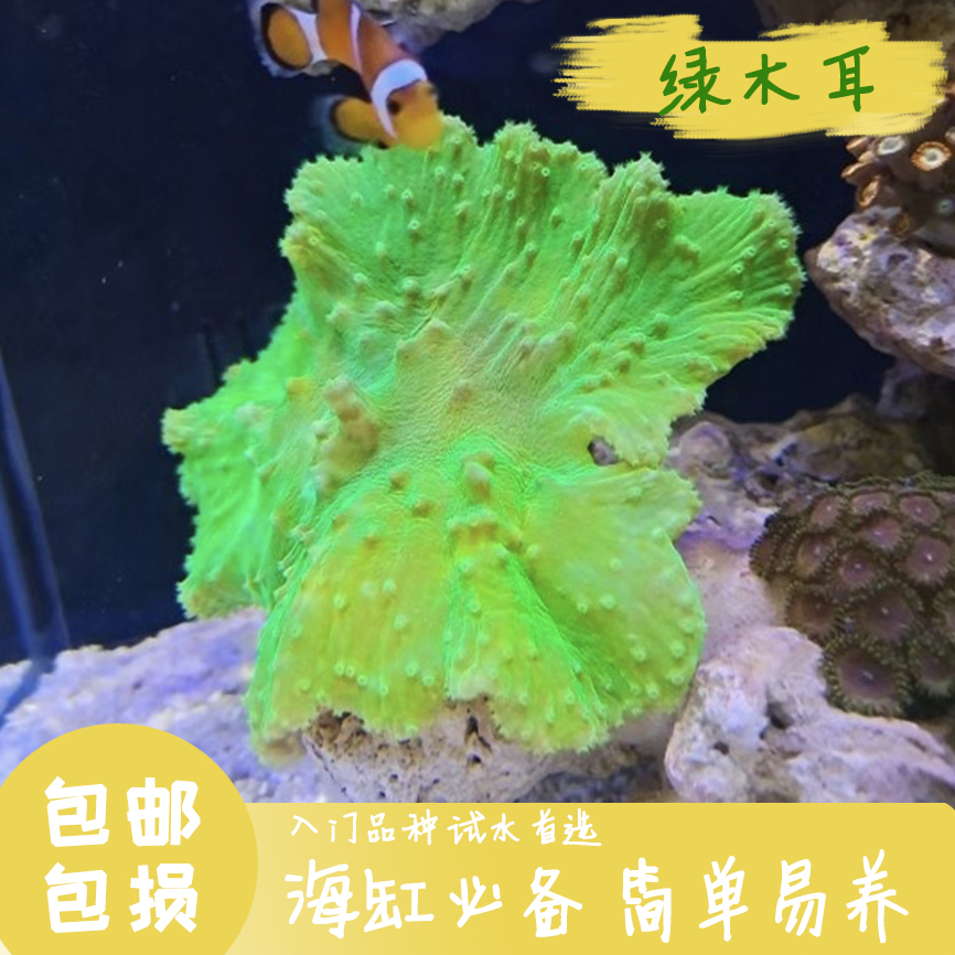 包邮荧光绿木耳皮珊瑚卷心菜新手入门lps软体人工繁殖好养生物海