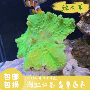 包邮 荧光绿木耳皮珊瑚卷心菜新手入门lps软体人工繁殖好养生物海