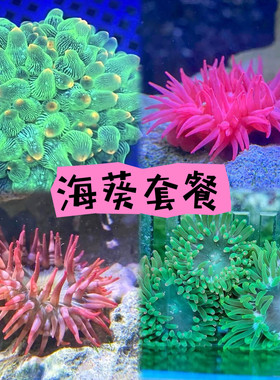 樱花海葵荧光绿石葵火山葵绿奶嘴地毯海缸珊瑚小丑鱼共生海水生物