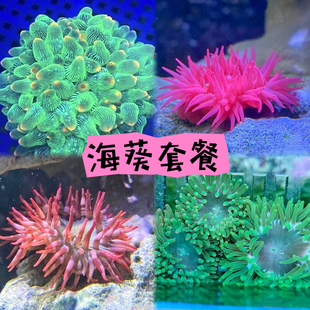樱花海葵荧光绿石葵火山葵绿奶嘴地毯海缸珊瑚小丑鱼共生海水生物