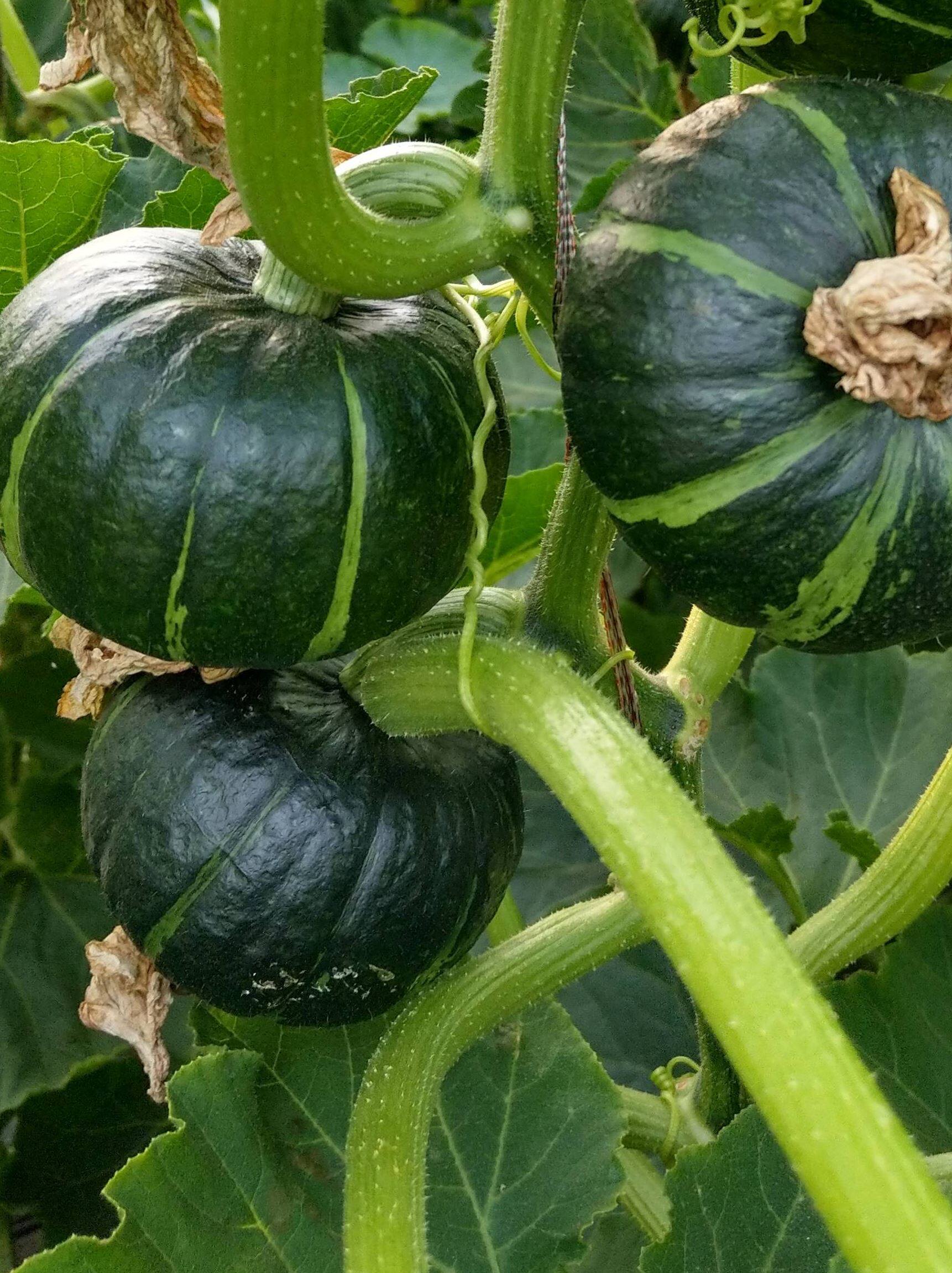 迷你小绿贝贝南瓜种子高产板栗香甜四季蔬菜苗春秋菜种籽种孑大全