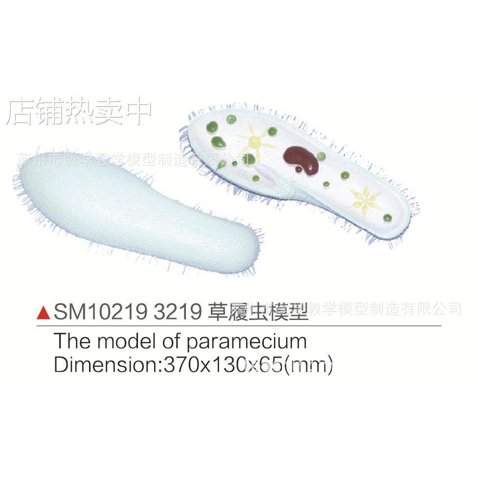 SM10219 3219草履虫模型