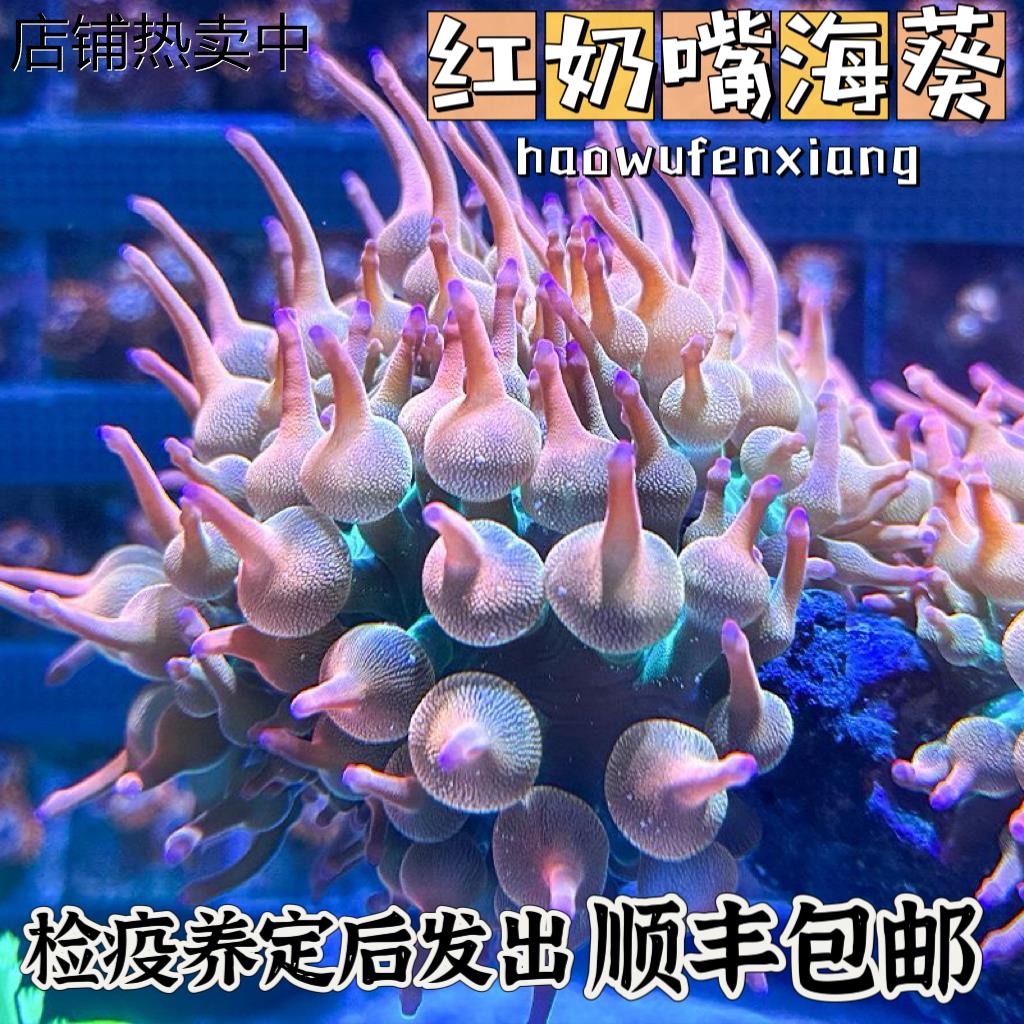 红奶嘴海葵小丑鱼共生海葵软体海葵绿奶嘴荧光奶嘴地毯