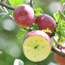 包邮 云南农家高原丑苹果冰糖心时令水果新鲜精选整箱大果当季 现摘