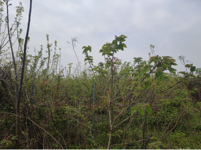 1月9日镇江园艺公司种植苗木花卉网络拍卖公告