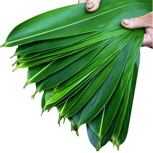 粽叶免邮新鲜大 箬叶100片真空包装包粽子野生鲜叶粽粑天然芦苇叶