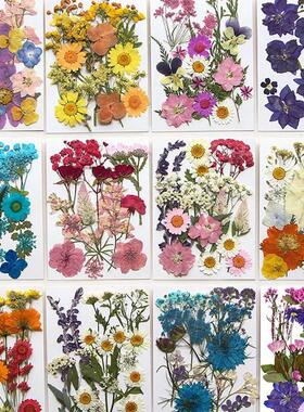 Dried Flower Set 16-19PCS Pack Pressed Real Natural Flowers
