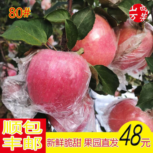 红富士万荣85mm苹果脆甜包邮
