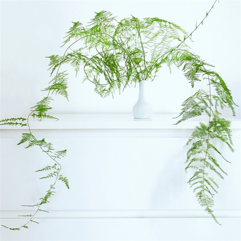 文竹鲜切条水培植物客厅室水桌面瓶插水培绿植插花艺术造型禅意