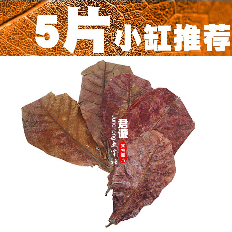 榄仁叶鱼缸懒人降ph值降低水族降酸调节剂乌龟酸斗鱼叶调节橄榄叶