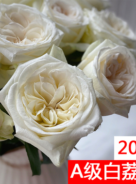 A级白荔枝玫瑰鲜花云南直发批昆明基地插花新鲜真玫瑰花水养白色