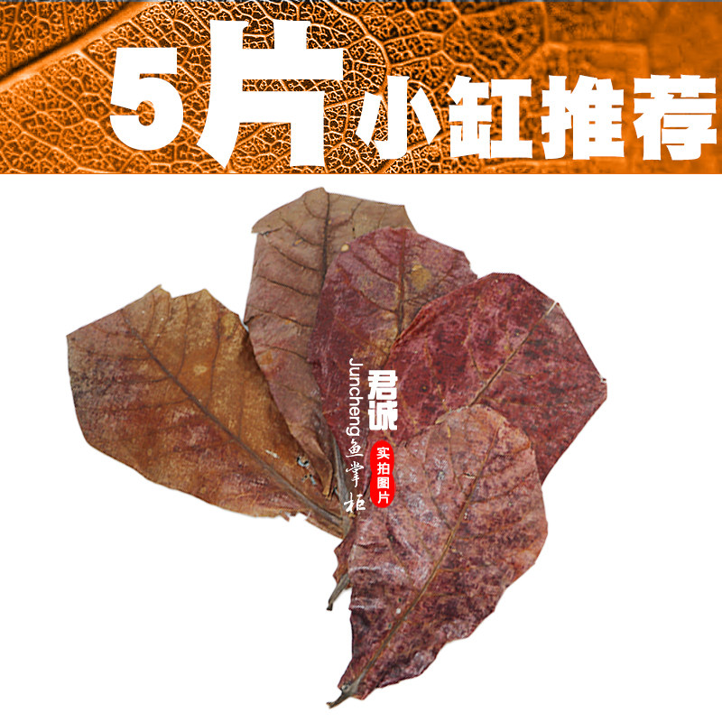 榄仁叶鱼缸懒人降ph值降低水族降酸调节剂乌龟酸斗鱼叶调节橄榄叶