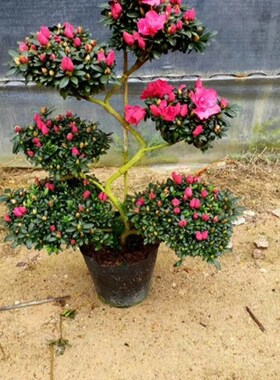 游龙造型六层精品杜鹃花高90-95公分花大红色杨梅红红宝石带花苞