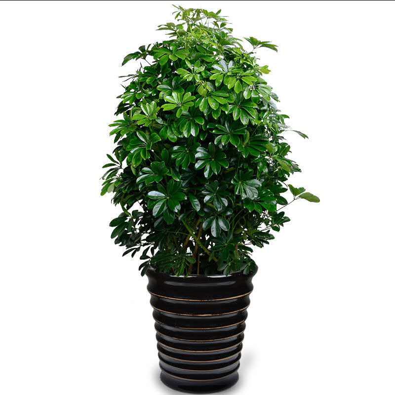 家里植物新办公室莲真养植客厅鸭脚招财大型花盆栽的甲醛绿叶适合