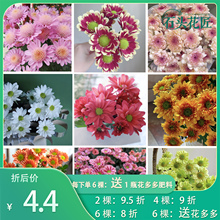 种 切花菊小雏菊88个新品 多年生宿根菊花苗 宝莲浅粉 石头花匠